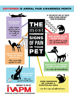 image for Animal Pain Awareness Month